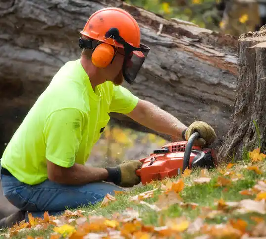 tree services Round Lake